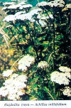 Achilea Milefolium